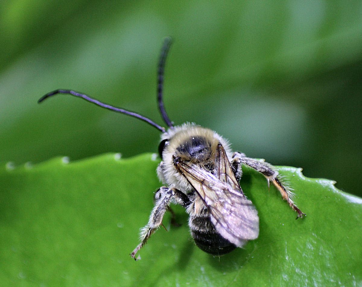 maschio di Eucera sp.